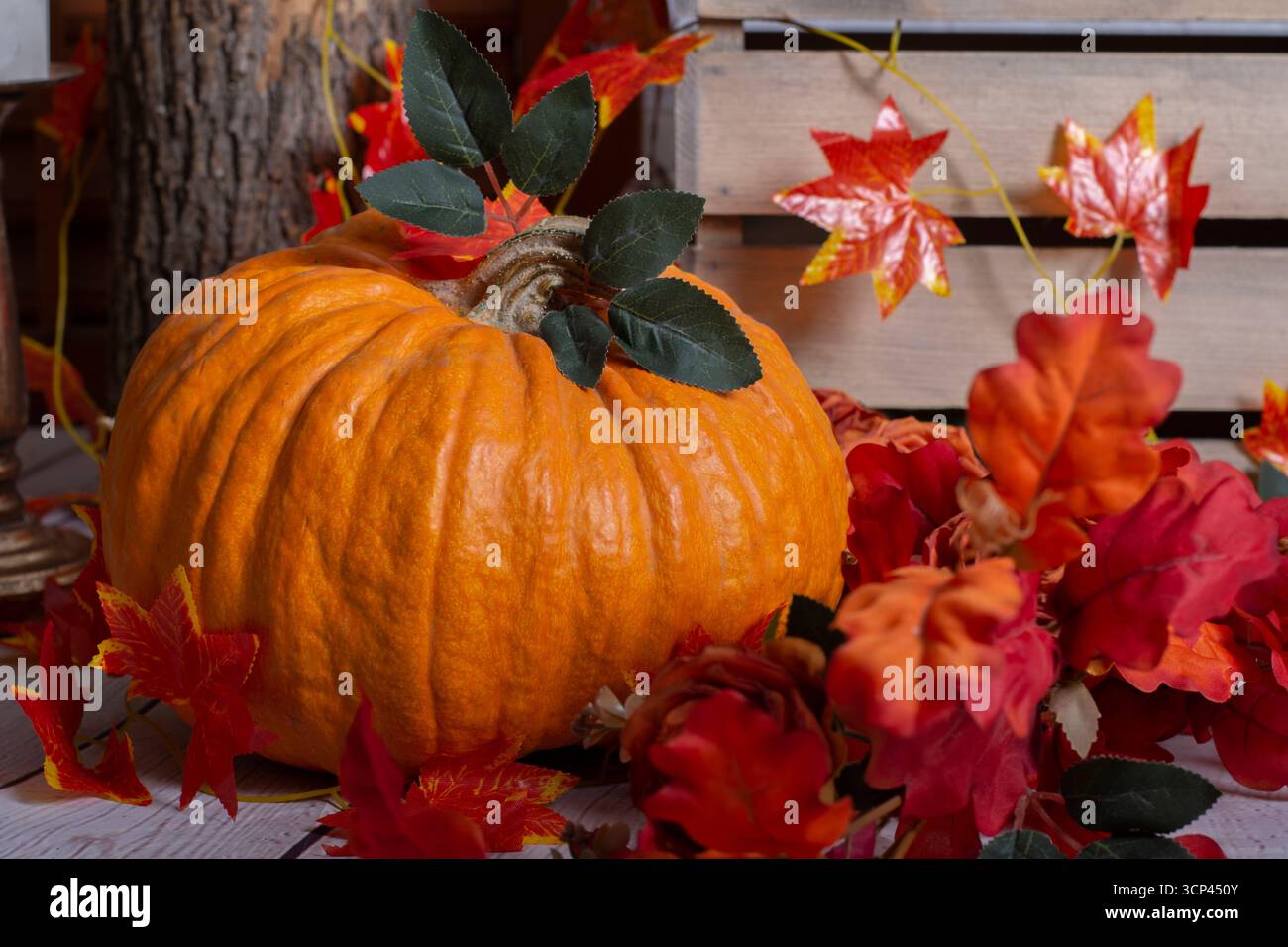 Orangefarbener Kürbis in den bunten dunkelroten Herbstblättern Stockfoto