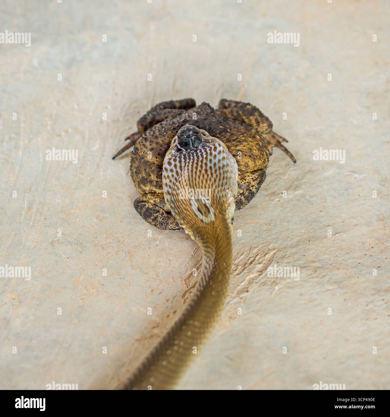 Die karierte Keelback-Schlange schluckt langsam eine asiatische Kröte und zeigt eine dramatische Interaktion zwischen Raubtier und Beute in der Natur auf einer Betonoberfläche Stockfoto