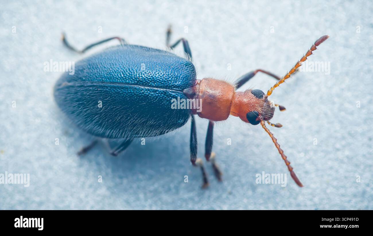Leuchtend blauer Käfer mit orangefarbenem Kopf und segmentierten Antennen krabbelt auf einer strukturierten weißen Oberfläche, seine Beine bewegen sich zart, während er seine erkundet Stockfoto