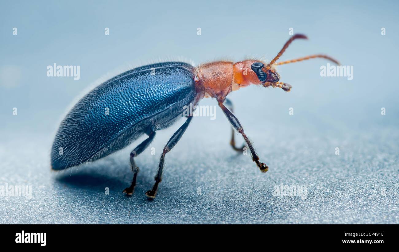 Makrofoto in Nahaufnahme mit einem blauen Metallkäfer mit orangefarbenem Kopf und Brustkorb, der auf einer strukturierten Oberfläche krabbelt und seine Komplexität unterstreicht Stockfoto
