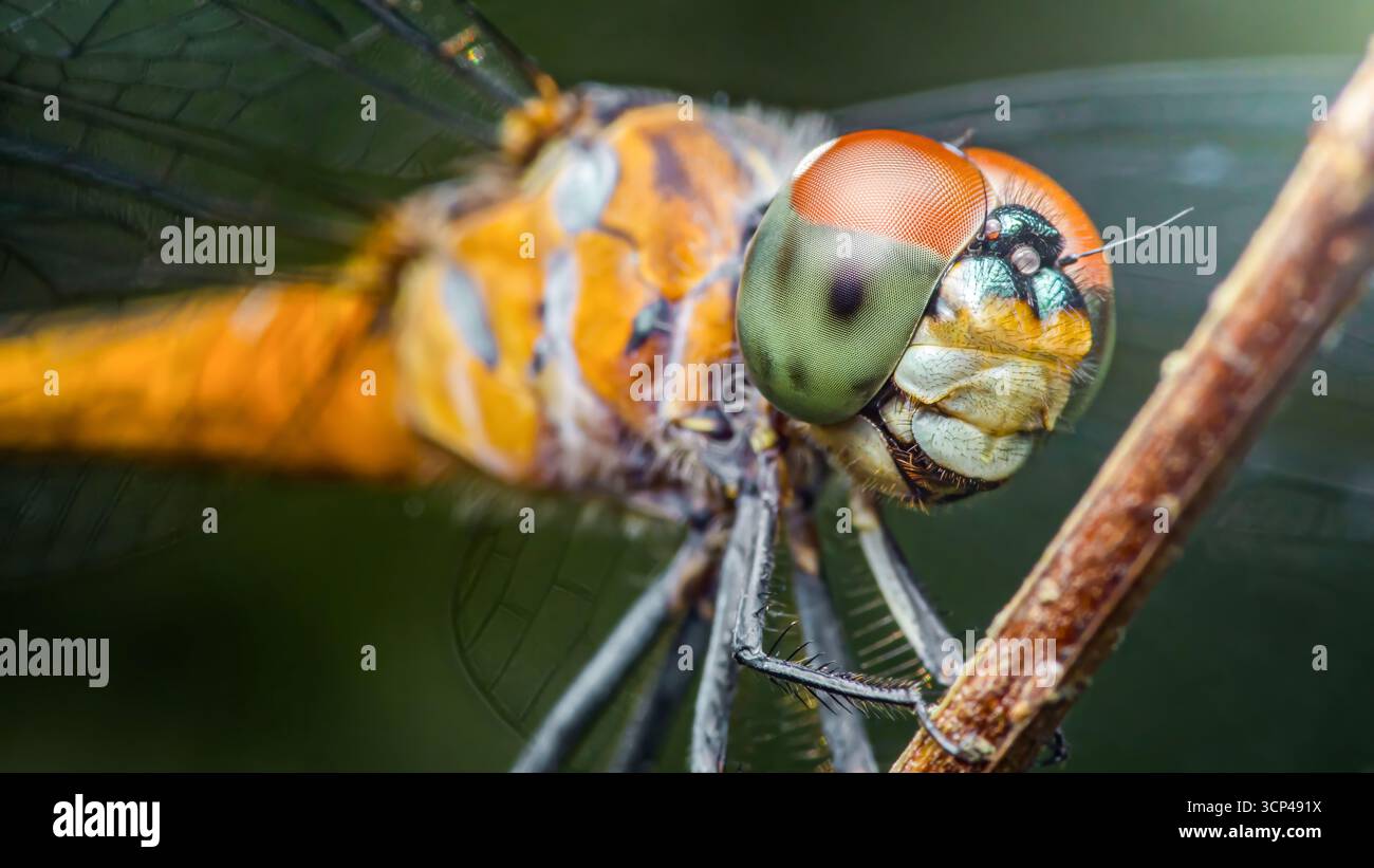 In extremer Nahaufnahme wird eine Libelle auf einem Ast gefangen, die große Augen, zarte Flügel und komplizierte Körperdetails in leuchtenden Farben enthüllt Stockfoto