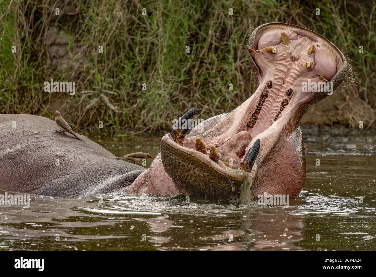 Blick auf ein Nilpferd, seine massiven Kiefer, die gewaltige Zähne enthüllen, teilweise in trübes Wasser getaucht mit einem kleinen Vogel auf dem Rücken, Seronera, Mara Region, Tansania. Stockfoto