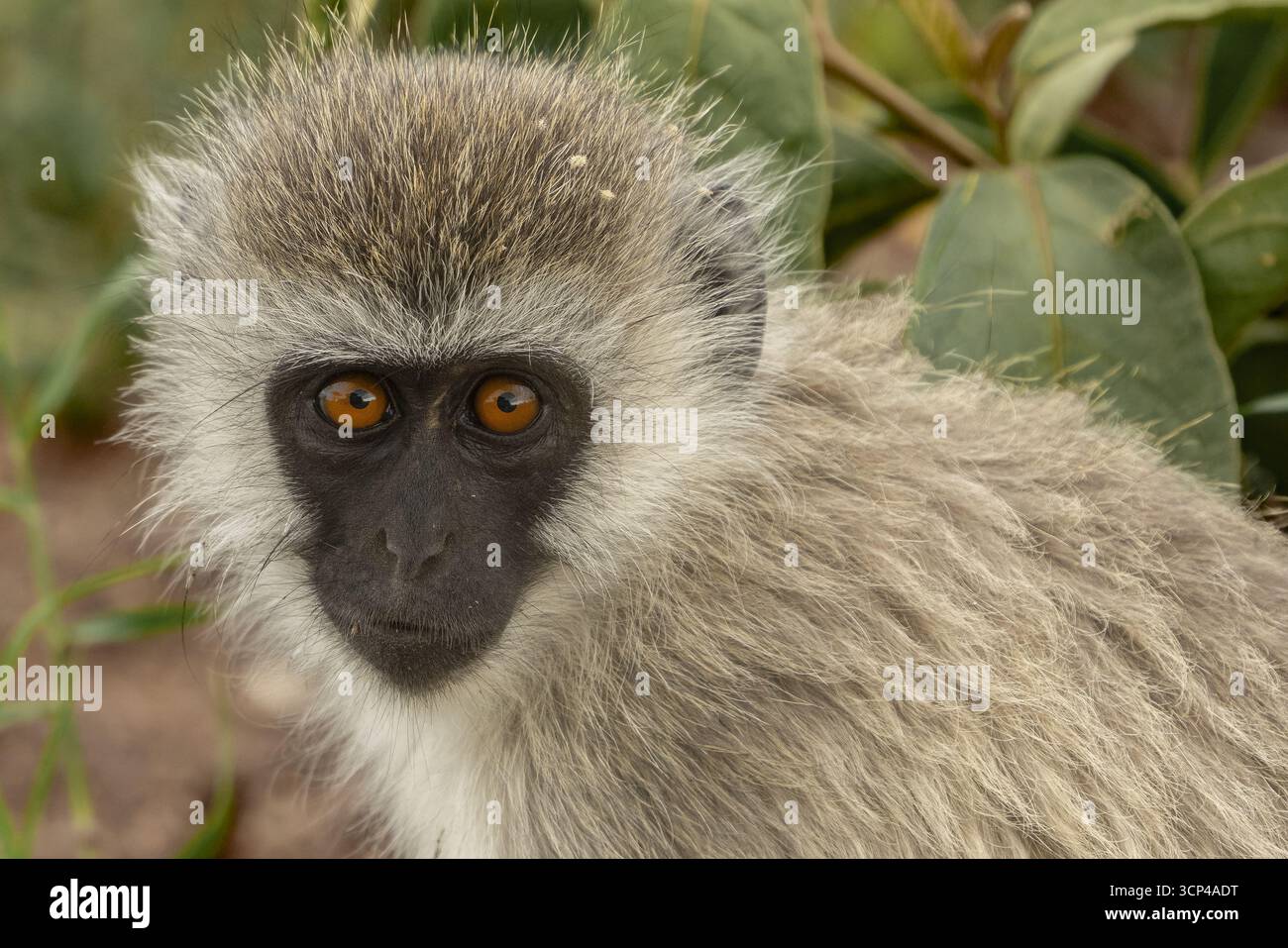 Blick auf einen Affen mit schwarzem Gesicht und fesselnden Bernsteinaugen, umgeben von leuchtend grünen Blättern in seinem natürlichen Lebensraum, Seronera, Mara Region, Tanza Stockfoto