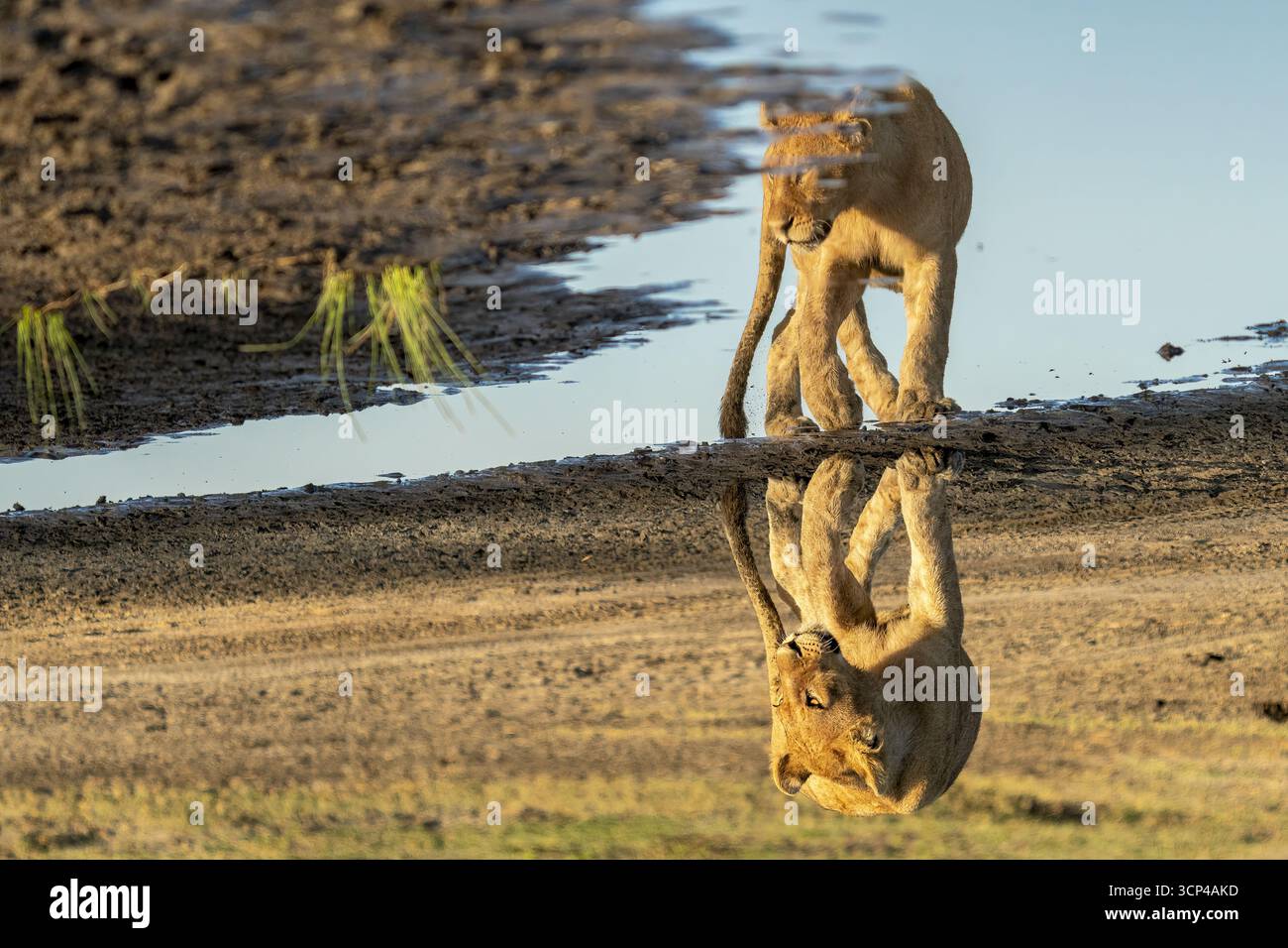 Blick auf einen jungen Löwen, der sich in einem ruhigen Pool aus Wasser spiegelt, umgeben von trockener, sonnengebackener Erde und dünn grüner Vegetation, Seronera, Mara Region, Tansania. Stockfoto