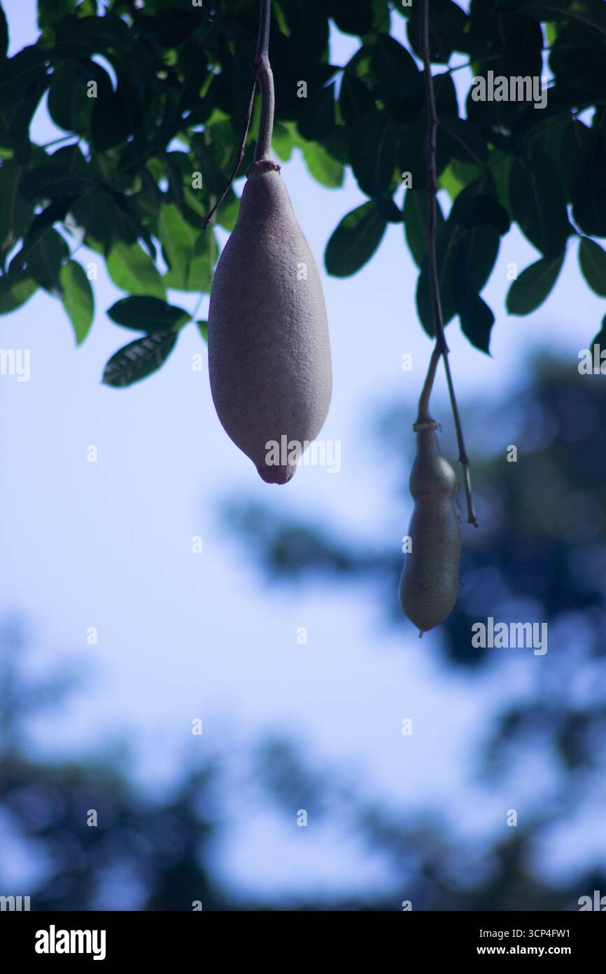 Nahaufnahme der afrikanischen Kigelia-Frucht, auch bekannt als die Wurstbaumfrucht, hängt stark vom Zweig mit ihrer einzigartigen langen Form. Stockfoto