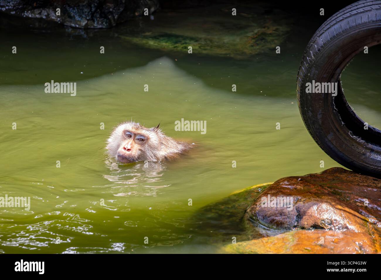 Ein nördlicher Schweineschwanzmakaken (Macaca leonina) schwimmt im Pool des Guangzhou Zoo China wegen des heißen Wetters, der eine Art von Makaken in der Region ist Stockfoto