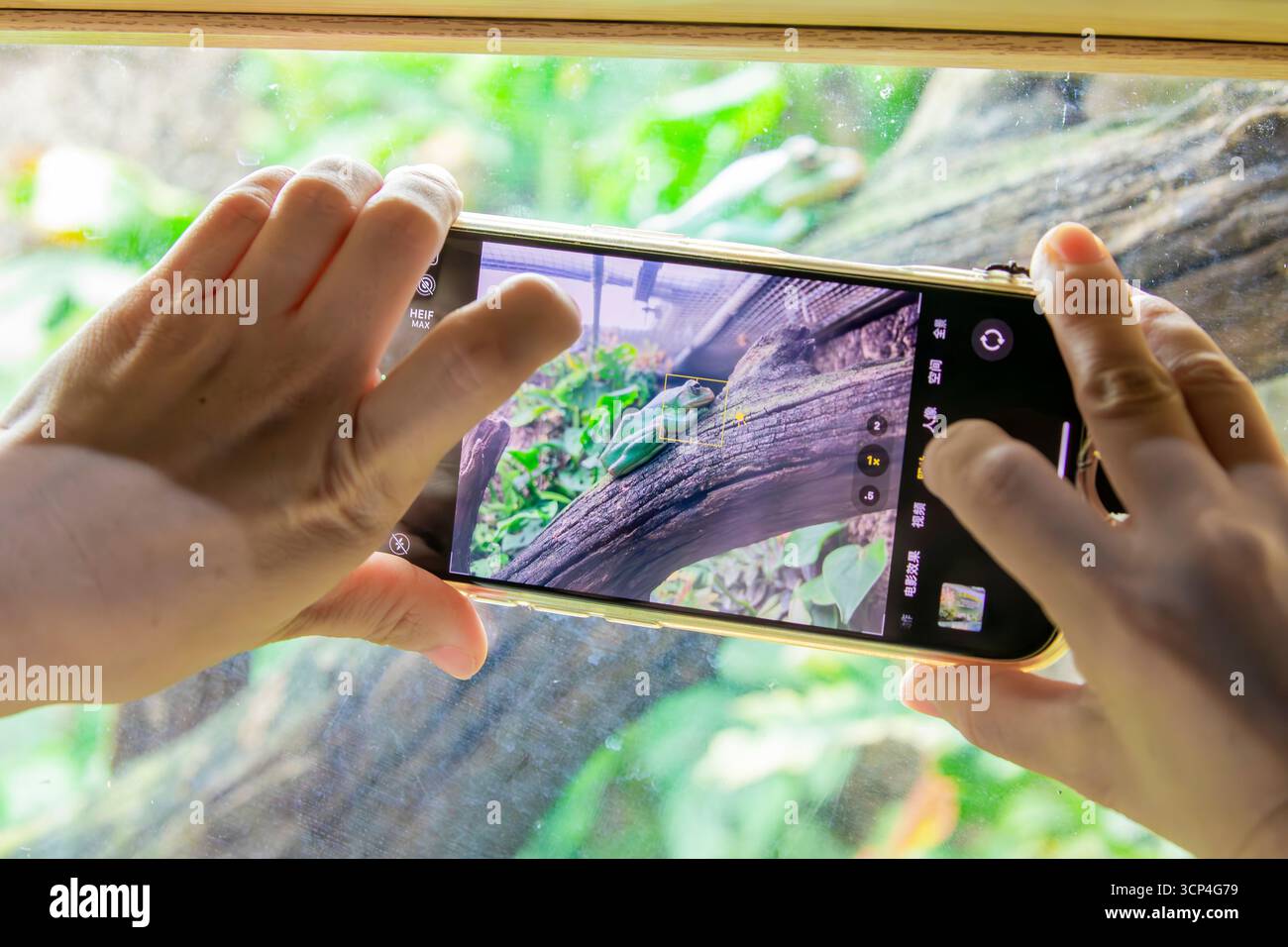 Guangzhou China 31. August 2025: Im Chimelong Birds Park fotografiert ein Besucher den chinesischen fliegenden Frosch mit einem Smartphone und zeichnet die Schönheit dieses Frösches auf Stockfoto