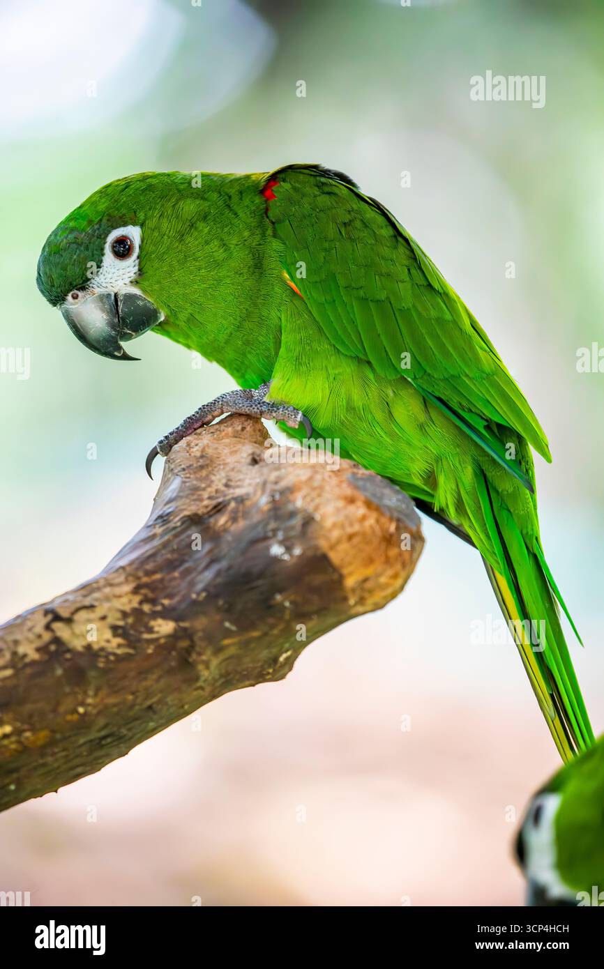 Der Rotschulteraras (Diopsittaca nobilis) ist ein kleiner grüner südamerikanischer Papagei, der zu einer großen Gruppe neotropischer Papageien gehört, die Aras genannt werden. Stockfoto