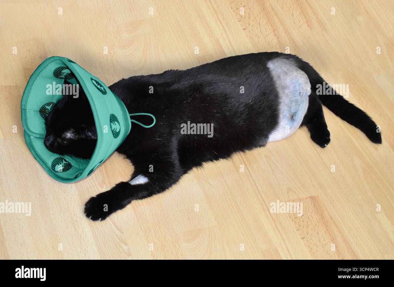 Kranke Katze, verletzte Katze, Katze mit Kegel Stockfoto