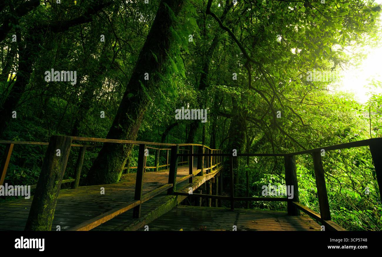 Nachhaltiger Tourismus Holzsteg Weg durch alten Wald. Umweltfreundlicher Besucherzugang für verantwortungsbewussten Naturschutz. Stockfoto