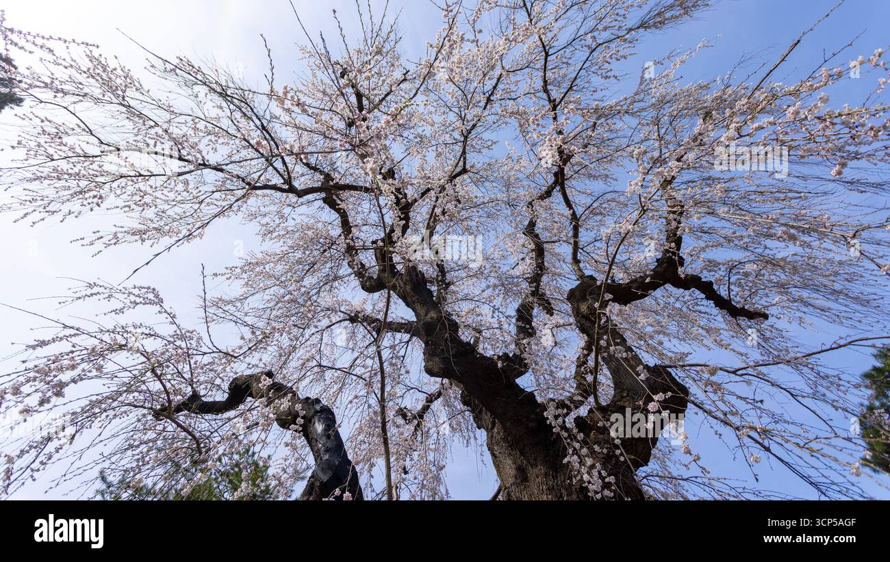 Der Cerasus itosakura oder nannte ihn einen weinenden Kirschbaum vor dem blauen Himmel während des Hirosaki Cherry Blossom Festivals, in der niedrigen Engelssicht Stockfoto