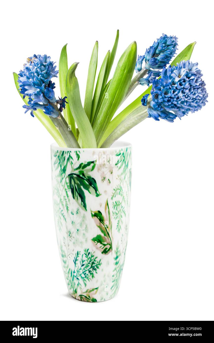Blaue Hyazinthen-Blüten in Keramikvase isoliert auf weißem Hintergrund Stockfoto