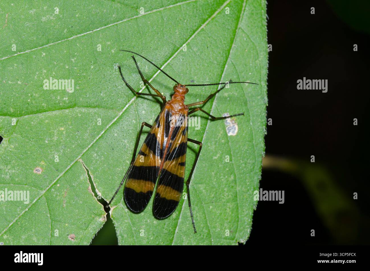 Gemeinsame Scorpionfly, Panorpa nuptialis, Weiblich Stockfoto