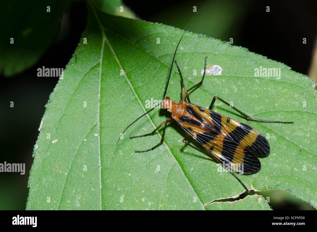 Gemeinsame Scorpionfly, Panorpa nuptialis, Weiblich Stockfoto