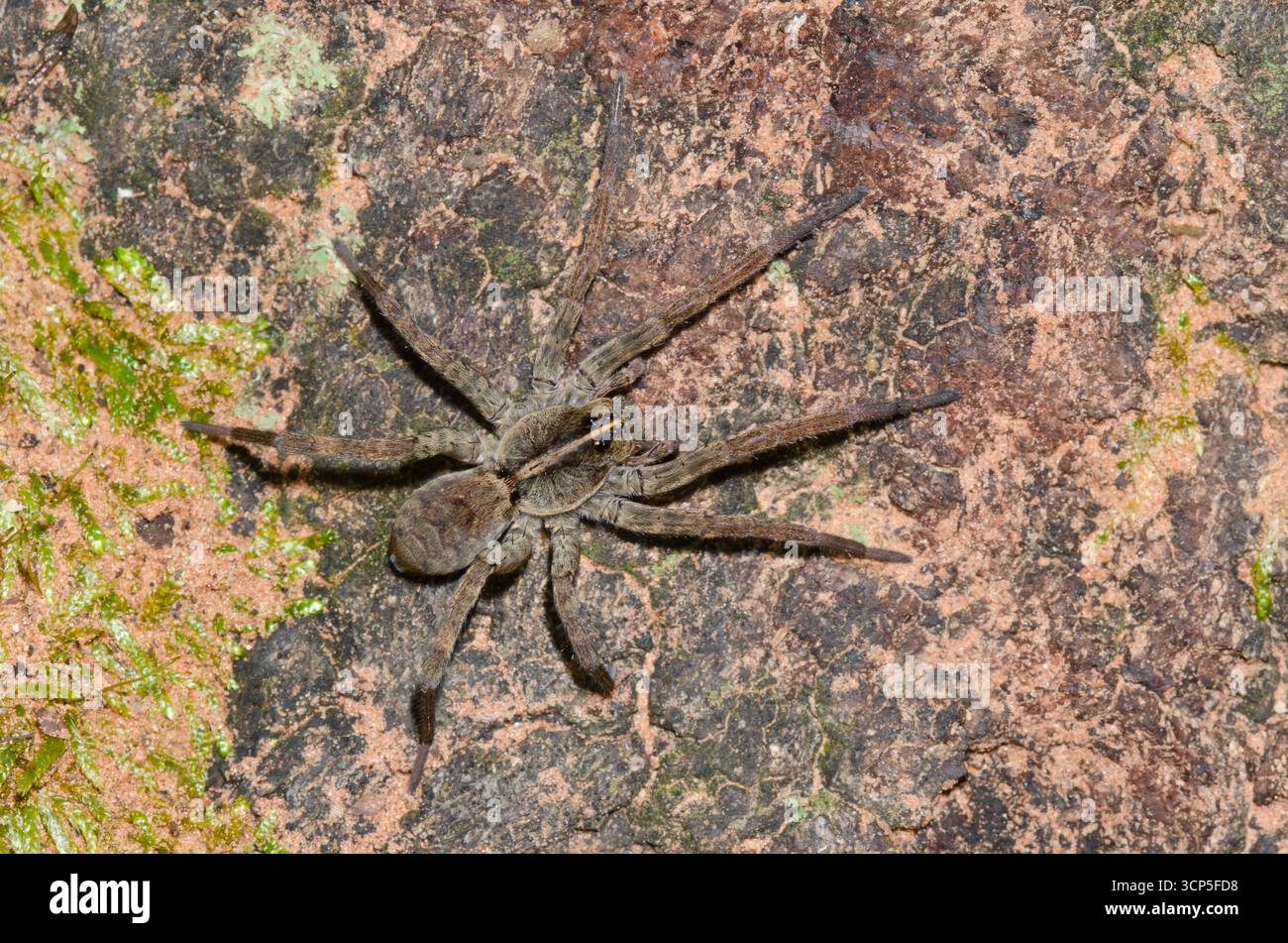 Wolf Spider, Hogna sp. Stockfoto