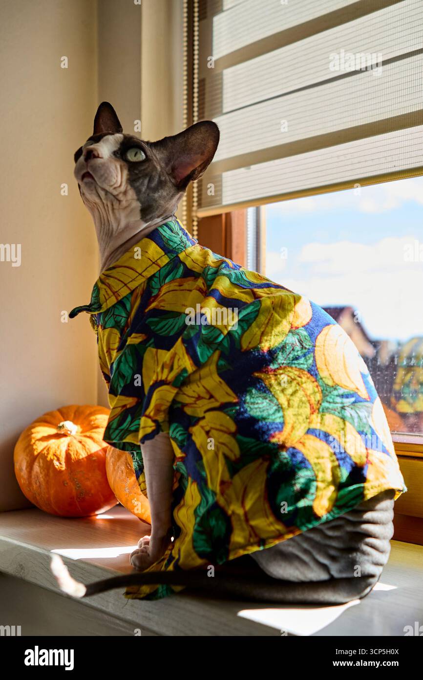 Eine sphynx-Katze mit Bananenmotiv blickt nach oben, während sie mit Früchten auf einem Fenstervorsprung sitzt. Ein ungewöhnliches, lustiges und stilvolles Tierporträt. Stockfoto