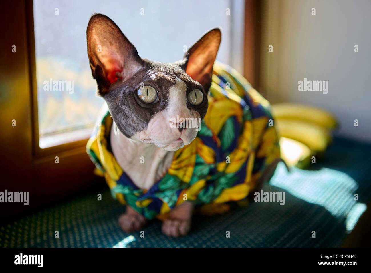 Eine verspielte sphynx-Katze in einem bunten Hemd mit Bananenmuster sitzt neben frischen Bananen am Fenster. Die Szene kombiniert Humor, häusliches Leben und Exoti Stockfoto