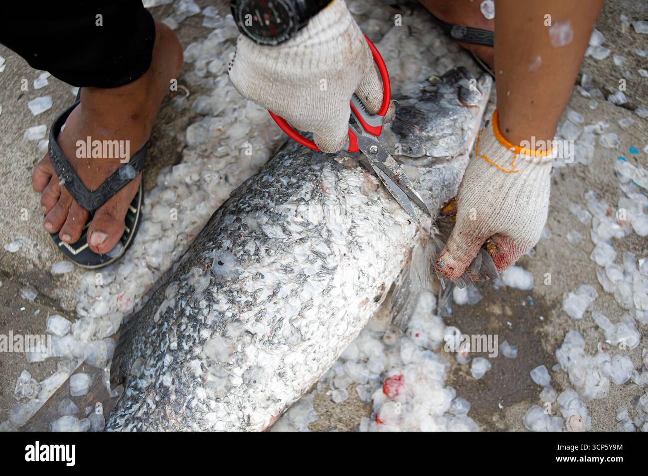 Reinigen und Filetieren großer frischer Fische zum Kochen. Stockfoto