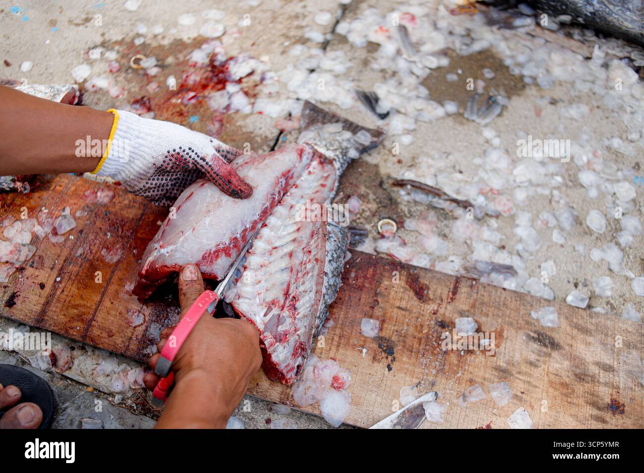 Reinigen und Filetieren großer frischer Fische zum Kochen. Stockfoto