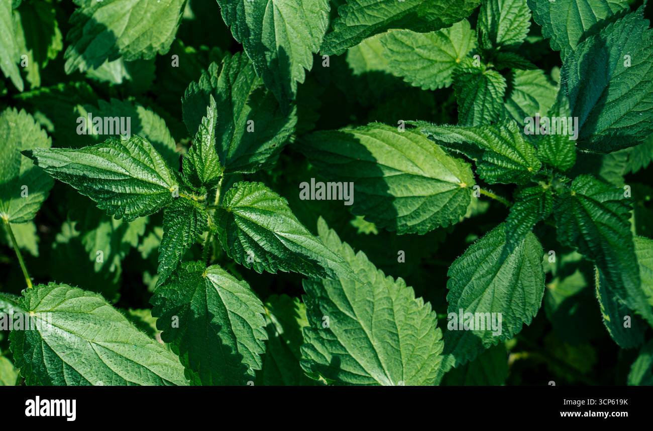 Nahaufnahme grüner Brennnesselblätter bei Sonnenlicht, mit detaillierter Textur und natürlichen Mustern der Brennpflanze. Stockfoto
