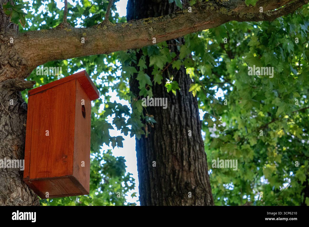 Hölzerner Vogelhaus auf einem Baumzweig in einem grünen Park, symbolisiert Tierpflege und umweltfreundliche Gartenarbeit. Stockfoto