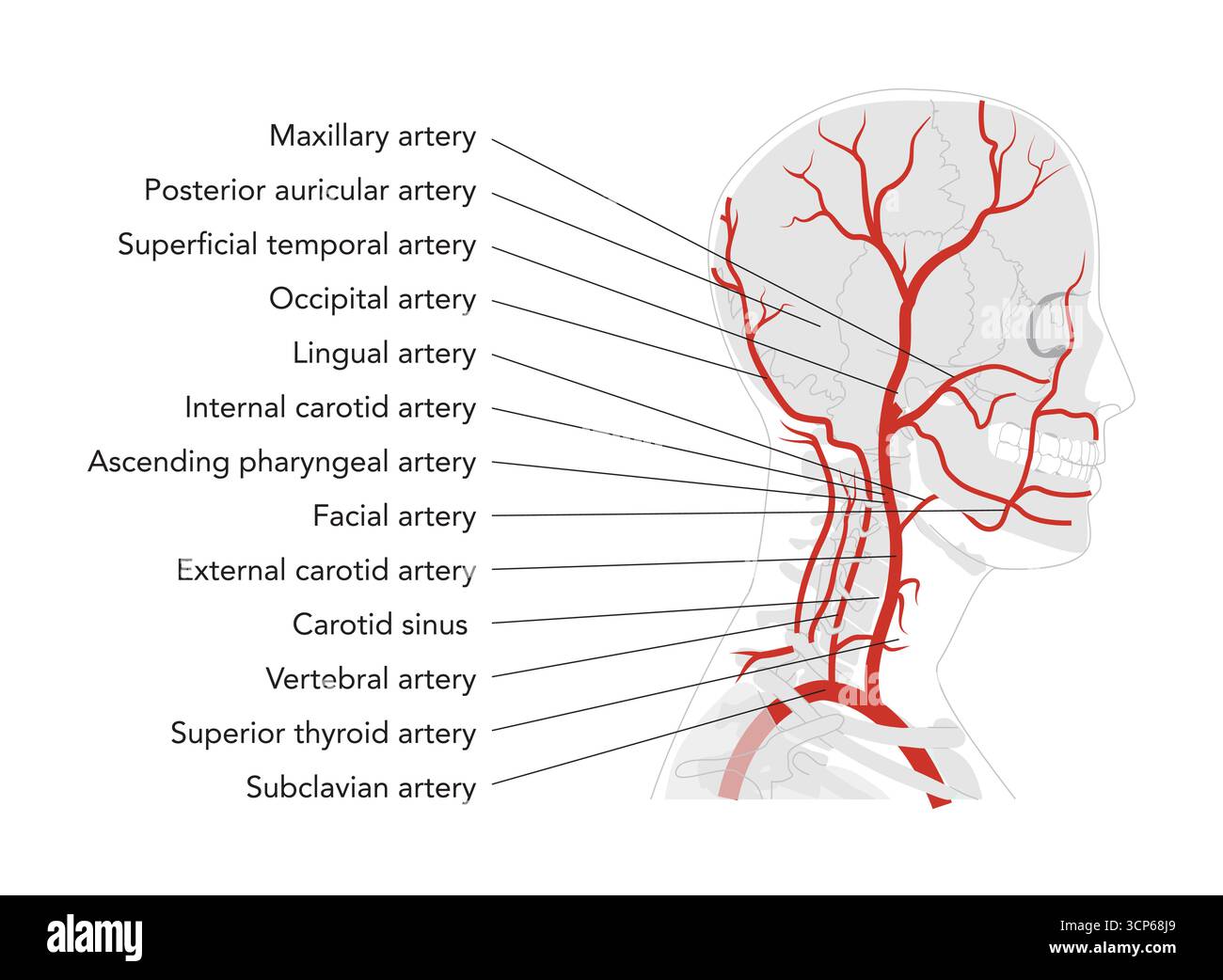 Menschliche Kopfarterien in menschlichem Kopfskelett medizinisches Diagramm, Verzweigung des äußeren Karotissystems, markierte Gefäße, anatomische Illustration, wissenschaftliche Erziehungsreferenz Stock Vektor