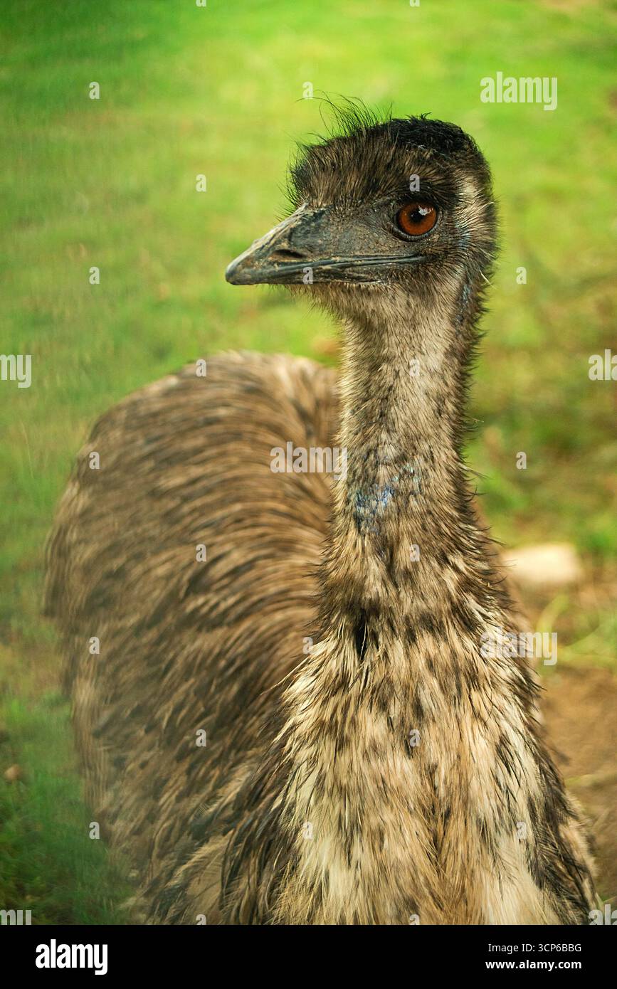 Ein emu-Vogel in natürlicher Umgebung mit grünem, verschwommenem Hintergrund. Großes, flugunfähiges Vogelporträt, das die Schönheit und Details der Tierwelt zeigt. Stockfoto