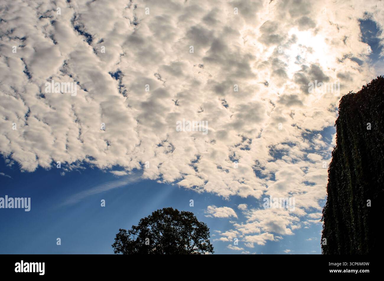 Hellblauer Himmel voller flauschiger weißer Cumulus-Wolken Stockfoto
