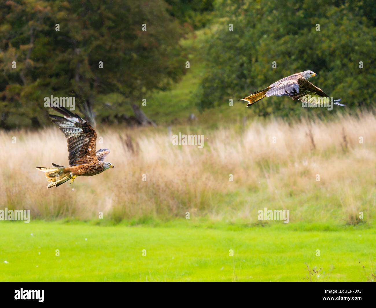 Rote Drachen, Milvus milvus, stürzt über der Futterwiese im Gigrin Farm Red Kite Centre, Rhyader Stockfoto