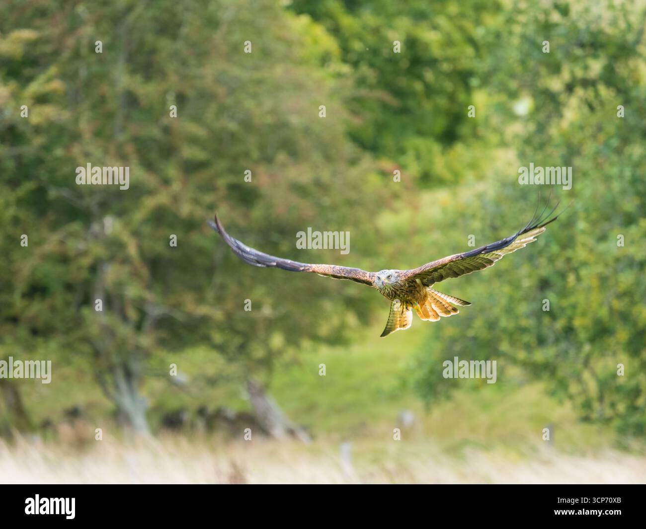 Roter Drache, Milvus milvus, stürzt über der Futterwiese im Gigrin Farm Red Kite Centre, Rhyader Stockfoto