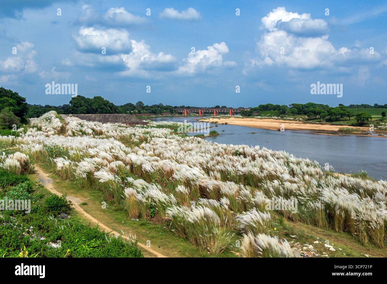 Wunderschöne weiße kash- oder Kans-Grasblume, Saccharum Spontaneum, während des durga Puja Festivals Stockfoto