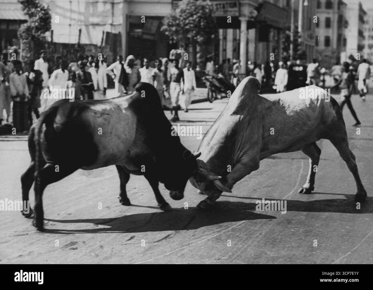 Wenn sie kämpfen, hört alles auf – Indianer, die auf die wichtigsten Besorgungen angewiesen sind, müssen ihre Fahrzeuge anhalten, wenn solche Dinge auf der Straße angetroffen werden. Der Stier ist ein heiliges Tier für die ***** Aber selbst die heiligsten haben ihre Argumente, wie die beiden in einer Straße in Kalkutta. Dezember 1937. (Foto von Keystone). Stockfoto