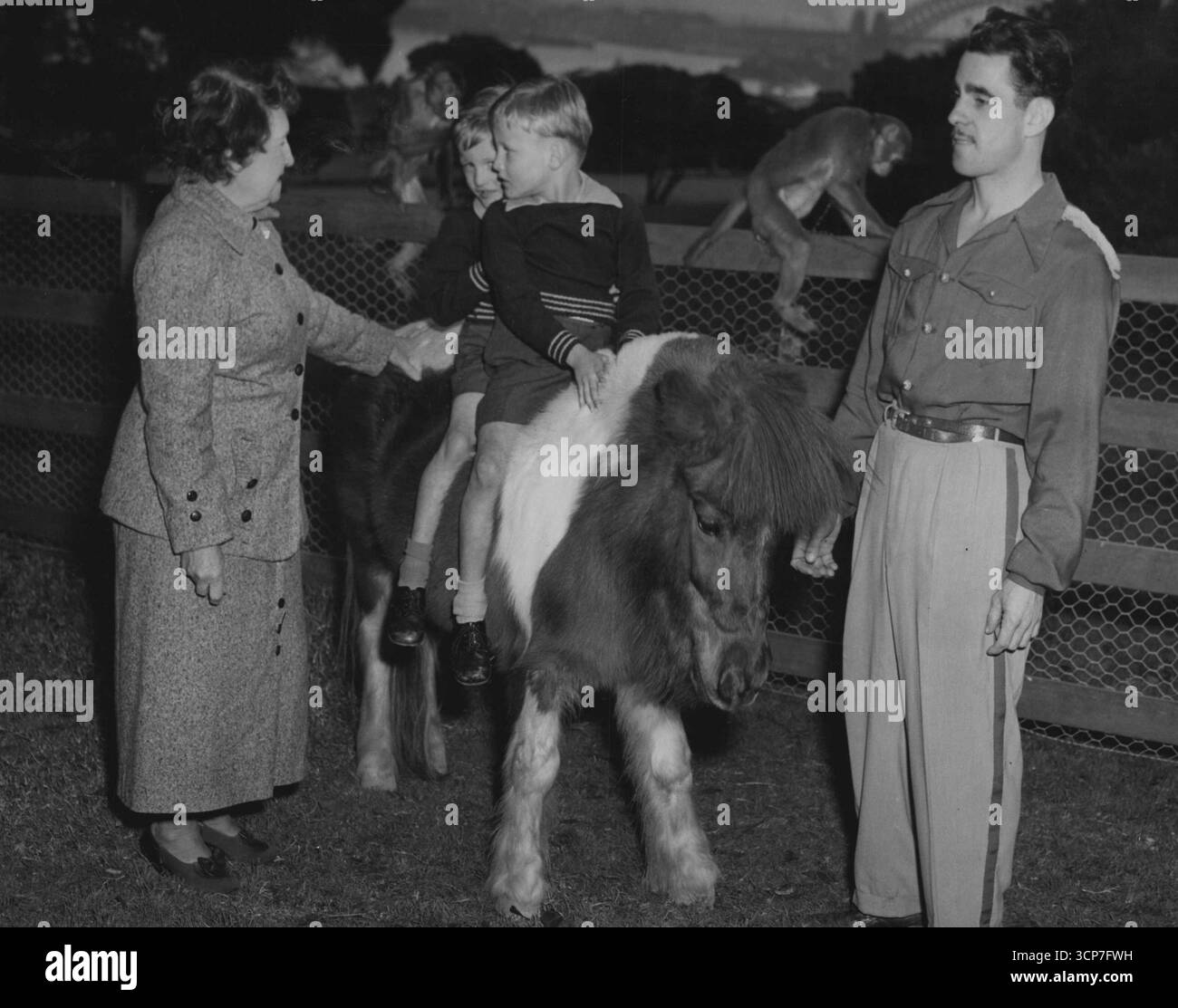 Ihr Sohn trainiert auch Tiere und betreibt den Kinderzirkus im Taronga Park Zoo in Sydney. Mrs. Cells kommt rein, um zu sehen, wie sich ihre Affensterne verhalten. Der Zoll sind Zwillinge. Ein weiterer Zweig sind die Zellen, die Mrs. Cells Affen züchtet. Ihr Sohn trainiert Tiere im Zoo von Sydney. August 1951. Stockfoto