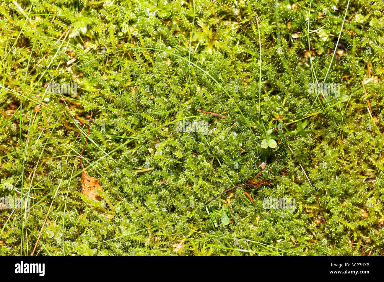Grünes Moos auf Waldboden. Natürlicher Textur Nahaufnahme Hintergrund. Biologische Vegetation, die in der Wildnis wächst. Weiche Kissen Pflanzen Makro. Ökologie feucht feucht. Stockfoto
