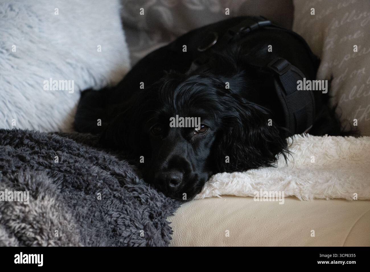 Schwarzer englischer Cocker Spaniel posiert drinnen mit elegantem Fell, ausdrucksstarken Augen und freundlichem Temperament des reinrassigen Hundes. Stockfoto