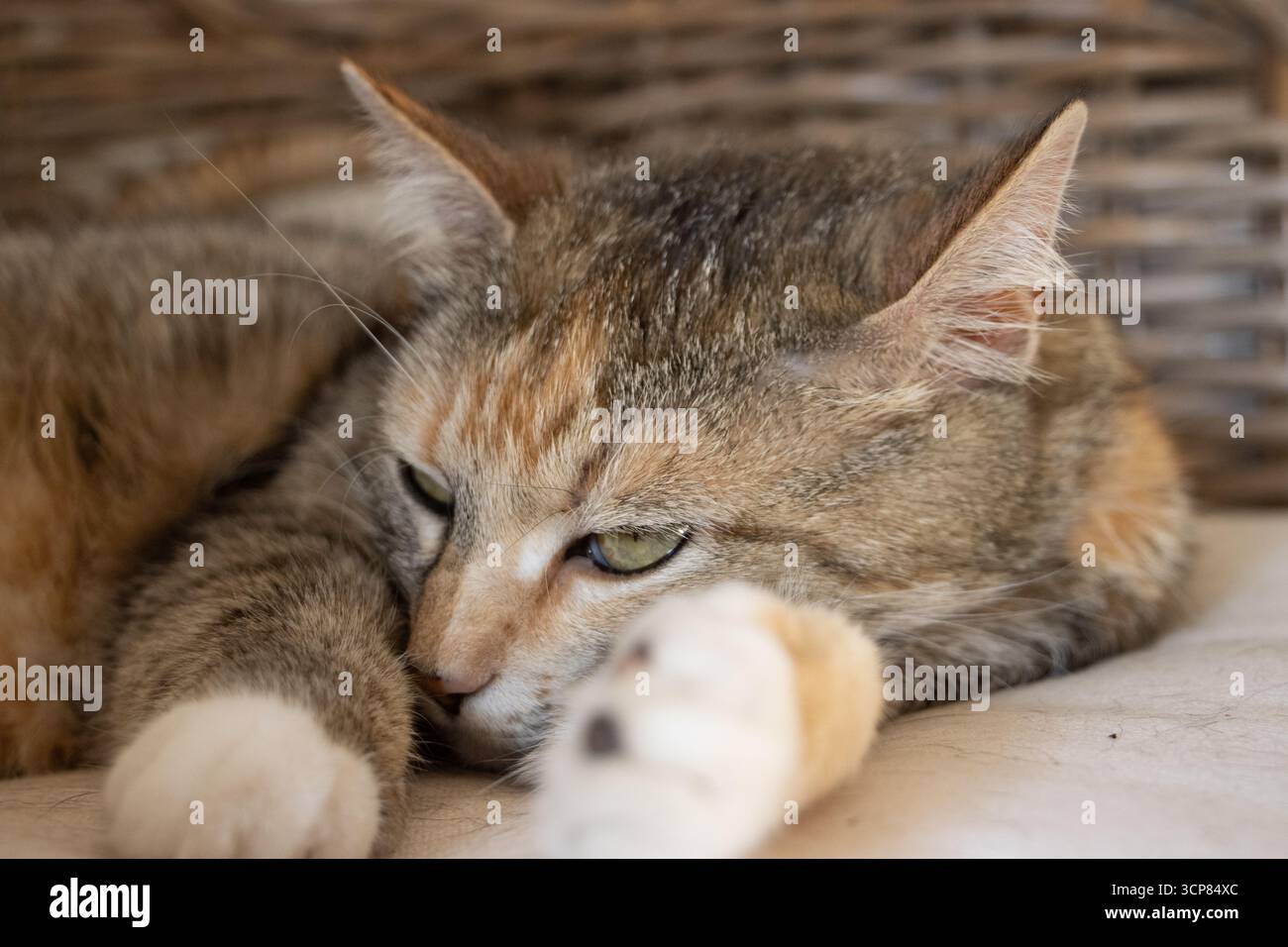 Hauskatze, die sich auf einem Korbstuhl im Haus entspannt, mit gemütlichem Wohnumfeld, Katzenkomfort und Tierleben. Stockfoto