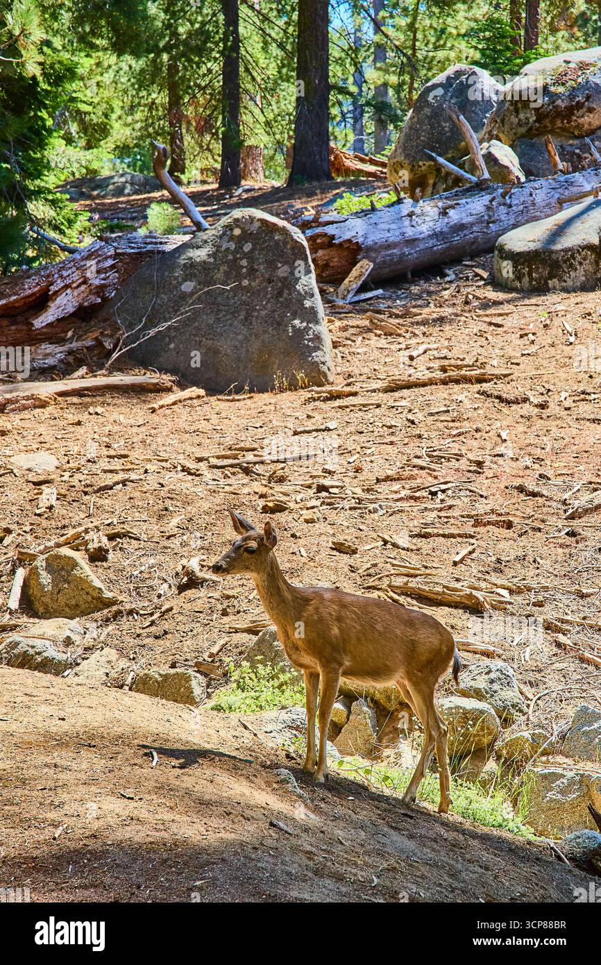 Hirsche im sonnendurchfluteten Wald mit Felsbrocken und Fallen Logs Sequoia Nationalpark Wildlife Stockfoto