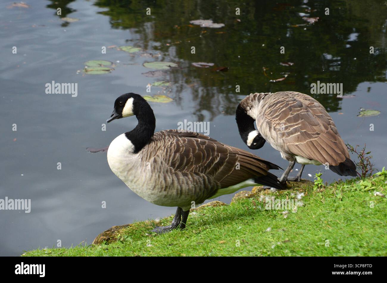 Kanadiengänse am Seeufer im Sheffield Park and Garden, East Sussex, England, im frühen Herbst, September. Stockfoto