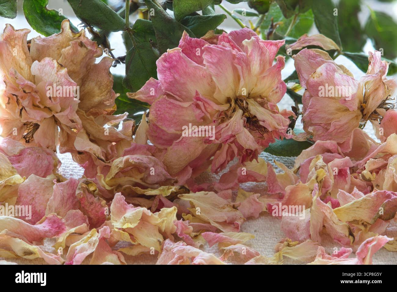 Tote rosafarbene Teerosen mit verstreuten Blütenblättern, Stillleben-Blume-Arrangement. Stockfoto