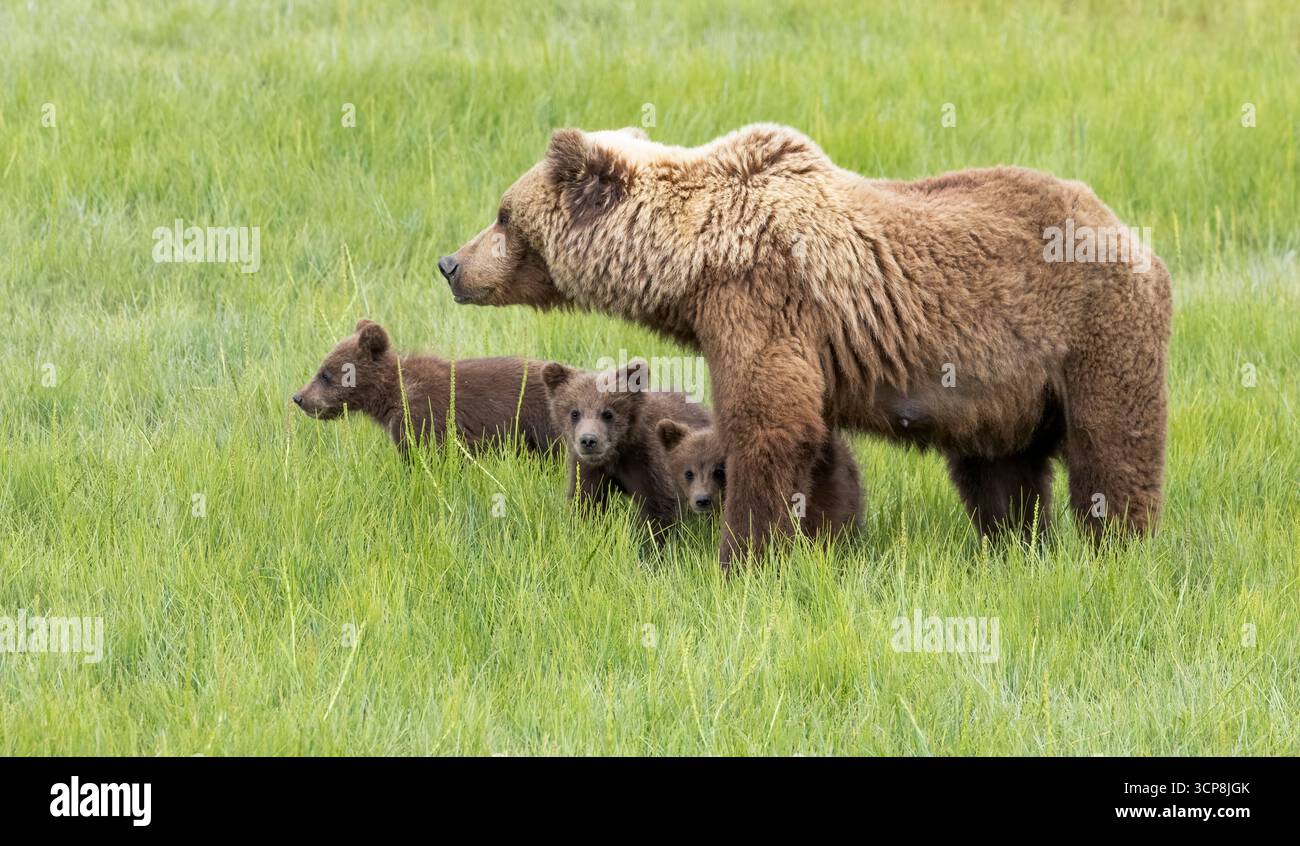 Eine Mutter Alaskas Braunbär und ihre drei Jungen stehen in einem grünen Grasfeld mit zwei Jungen, die auf die Kamera im Lake Clark National Park schauen Stockfoto