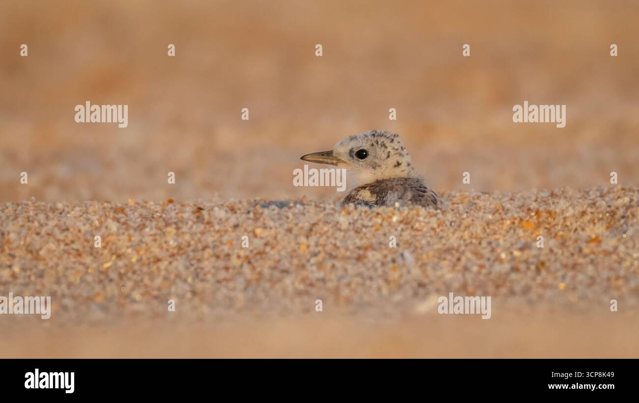 Eine mindestens Seeschwalbenkühe versteckt im Sand am Fort Matanzas National Monument und zeigt nur ihren Kopf und den oberen Rücken Stockfoto