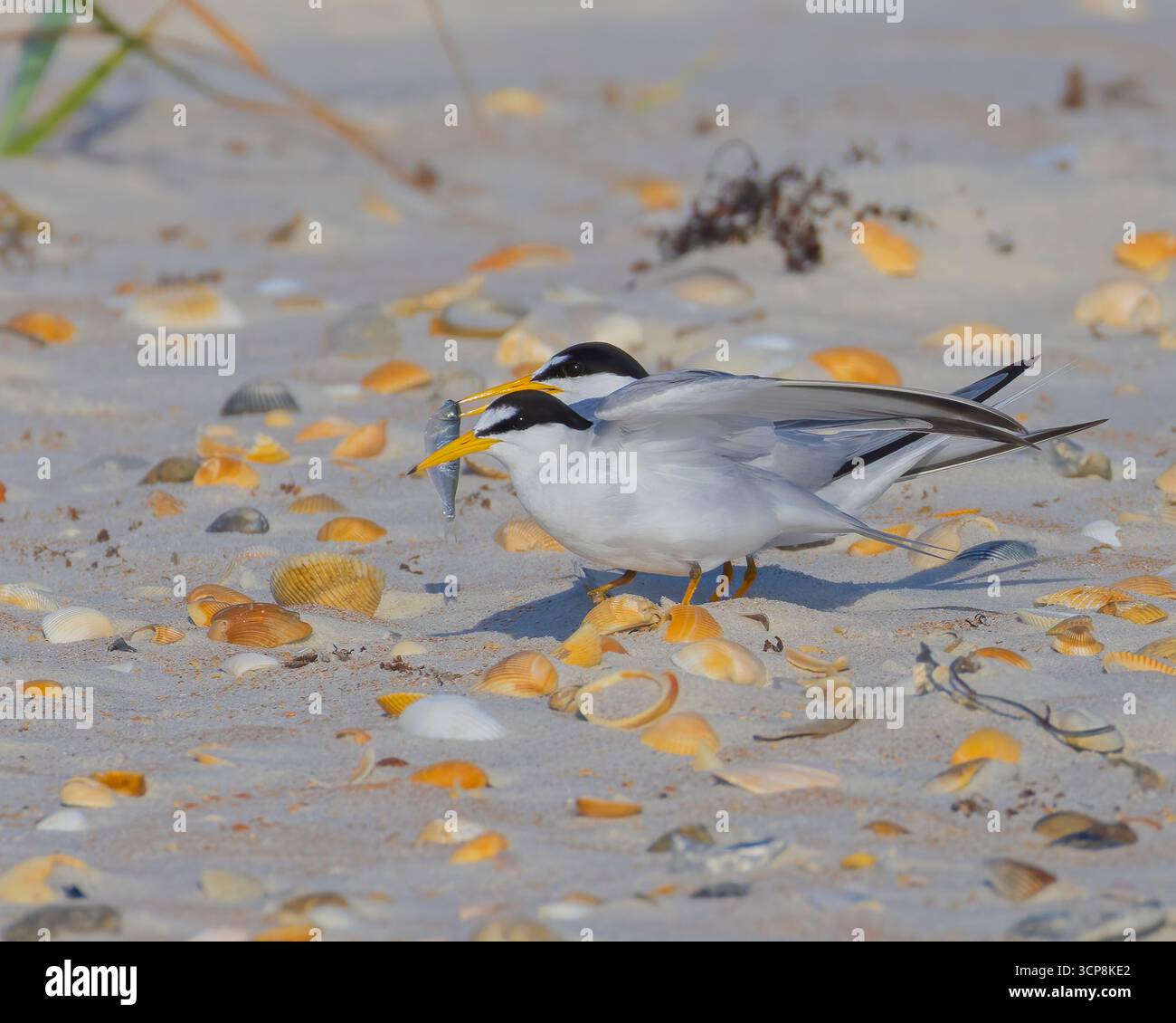 Eine männliche Seeschwalbe, die einen Fisch zu einer weiblichen Seeschwalbe am Strand in Florida bringt Stockfoto