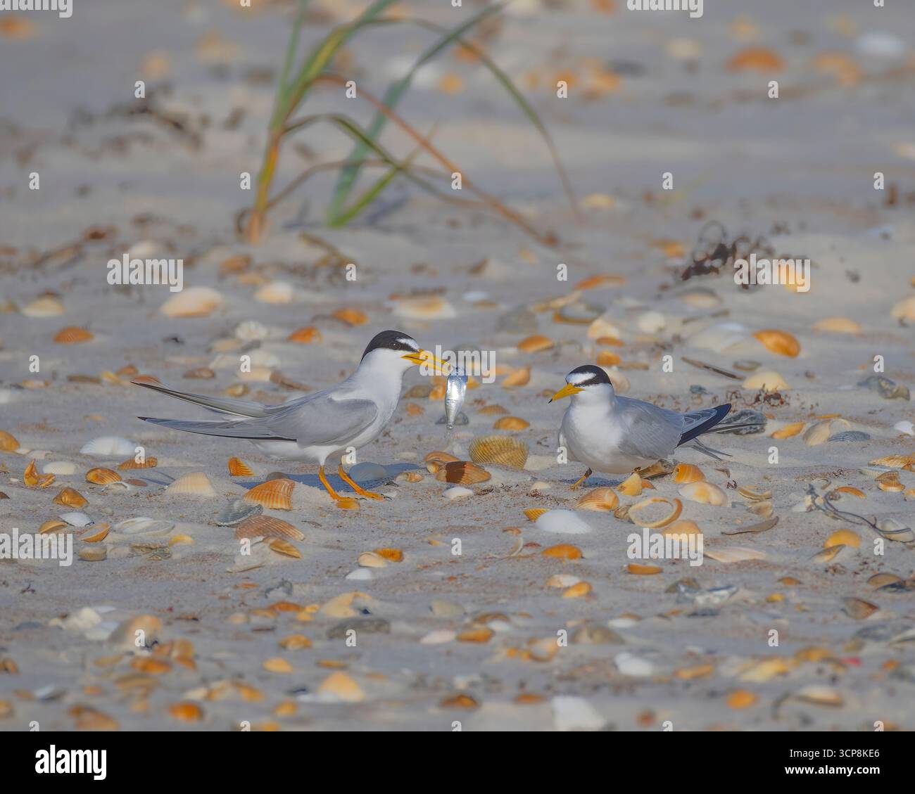 Eine männliche Seeschwalbe, die einen Fisch zu einer weiblichen Seeschwalbe am Fort Matanzas National Monument bringt Stockfoto