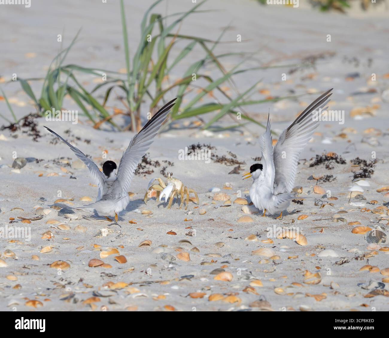 Zwei Seeschwalben kämpfen mit einer Geisterkrabbe am Fort Matanzas National Monument Stockfoto