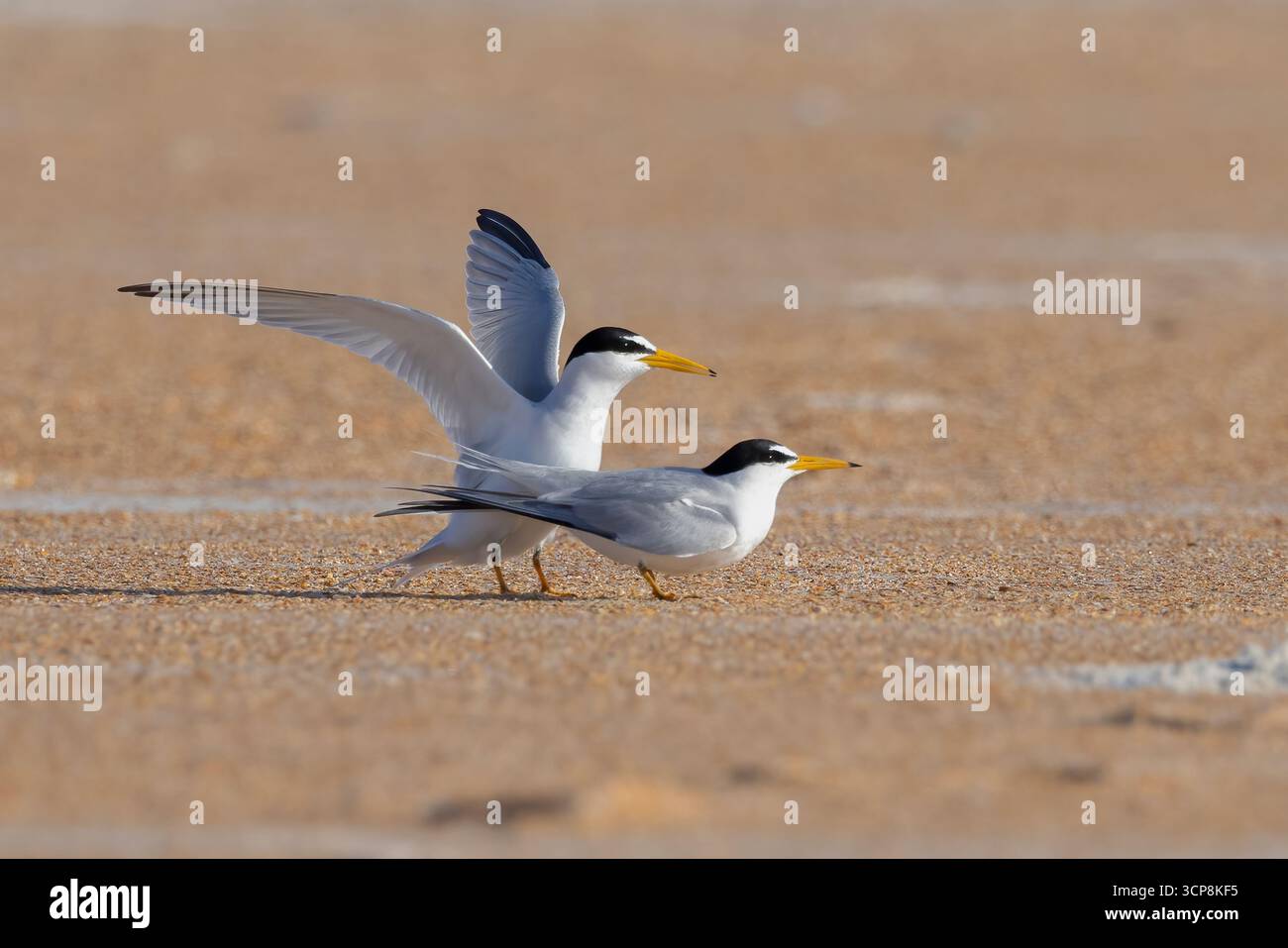 Zwei Seeschwalben am Strand Stockfoto