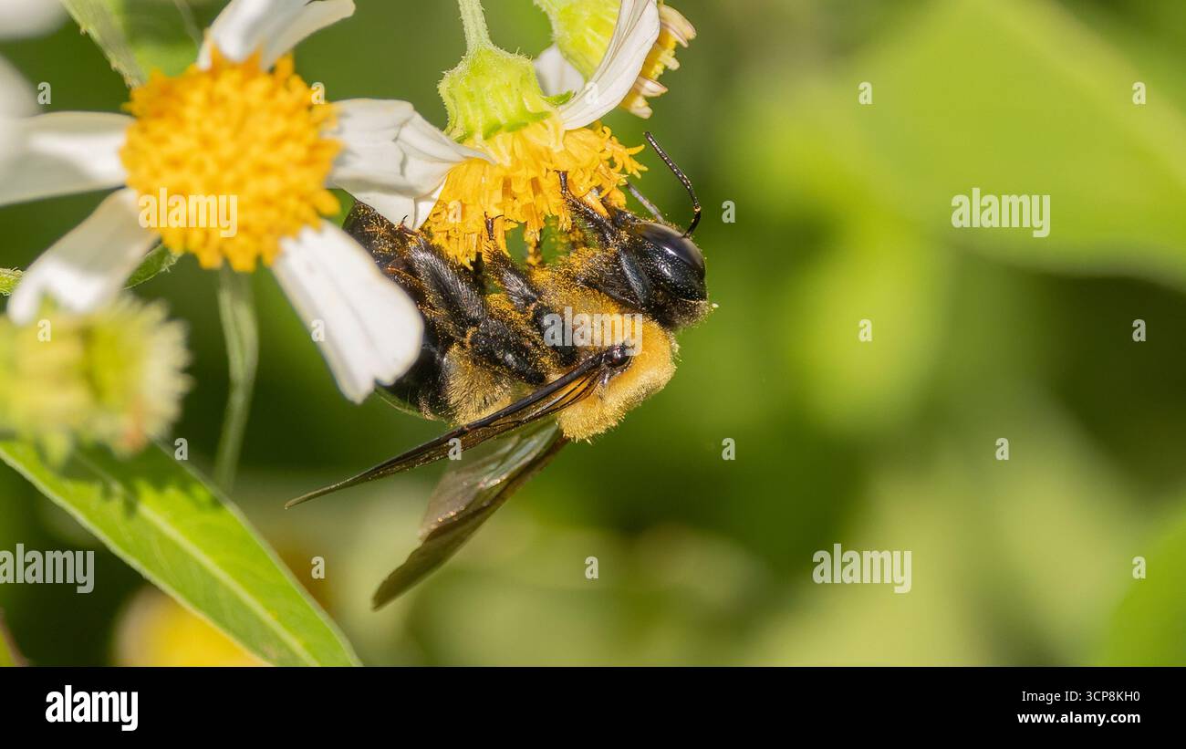 Eine östliche Tischlerbiene ist mit Pollen bedeckt, als sie eine weiße Betttickenblume in Florida besucht Stockfoto