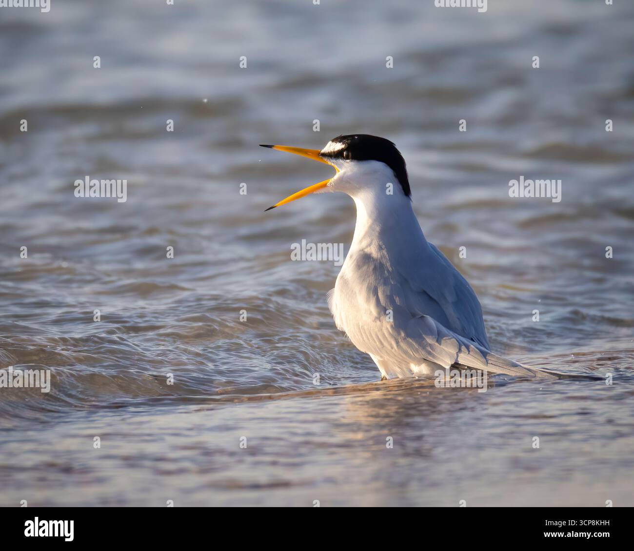 Eine Seeschwalbe, die mit offenem Schnabel im Flachwasser steht Stockfoto