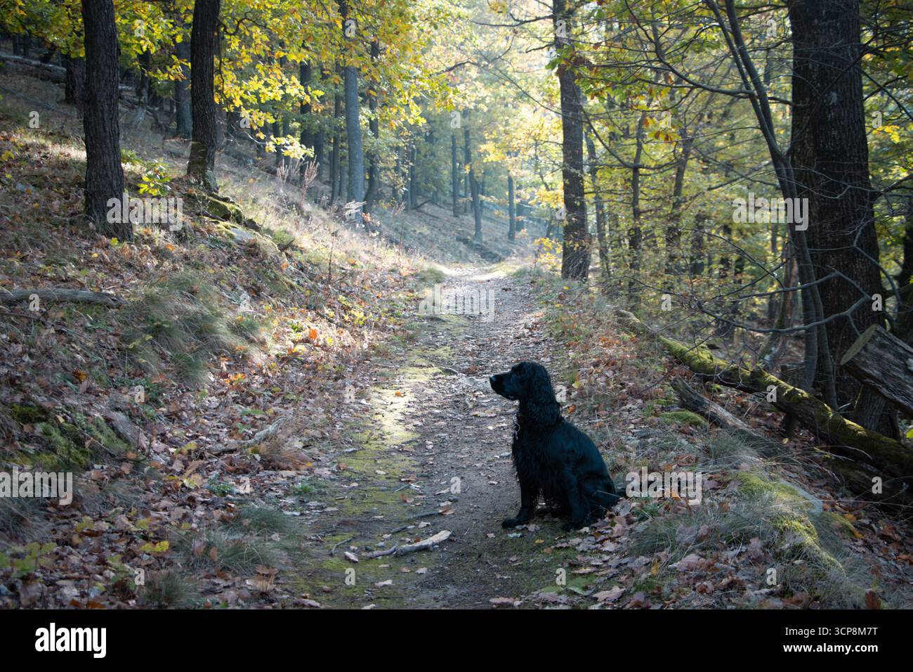 Black English Cocker Spaniel posiert im farbenfrohen Herbstwald, Symbol für Jagdhund, Loyalität, Outdoor-Abenteuer und saisonale Schönheit Stockfoto