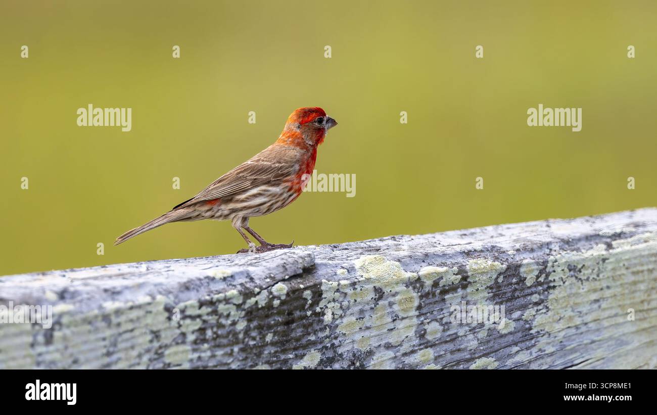 Eine hausfinke, die auf einer hölzernen Zaunschiene mit sauberem Hintergrund steht Stockfoto