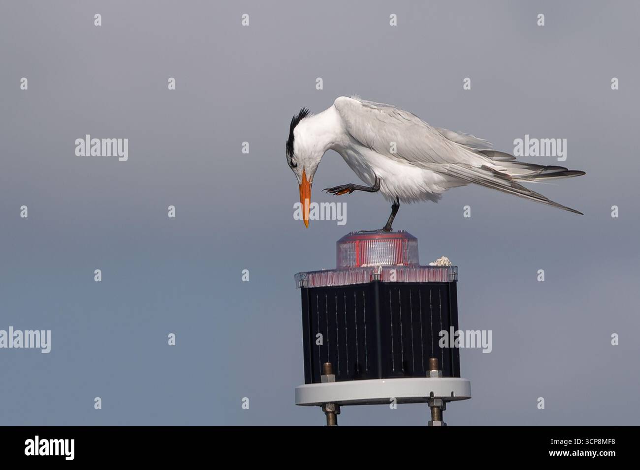 Eine königliche Seeschwalbe, die sich auf einem Kanalmarker kratzt Stockfoto